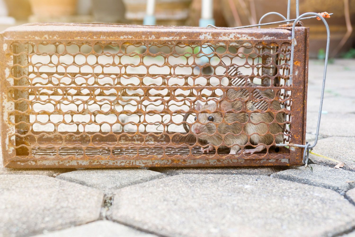 Image d'un rat piégé par un dératiseur à