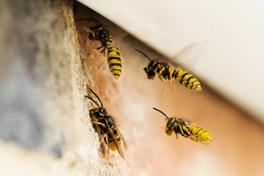 Image d'un nid de guêpes qui se fera bientôt démolir grâce au service de destruction de nids de guêpes ou de frelons à 