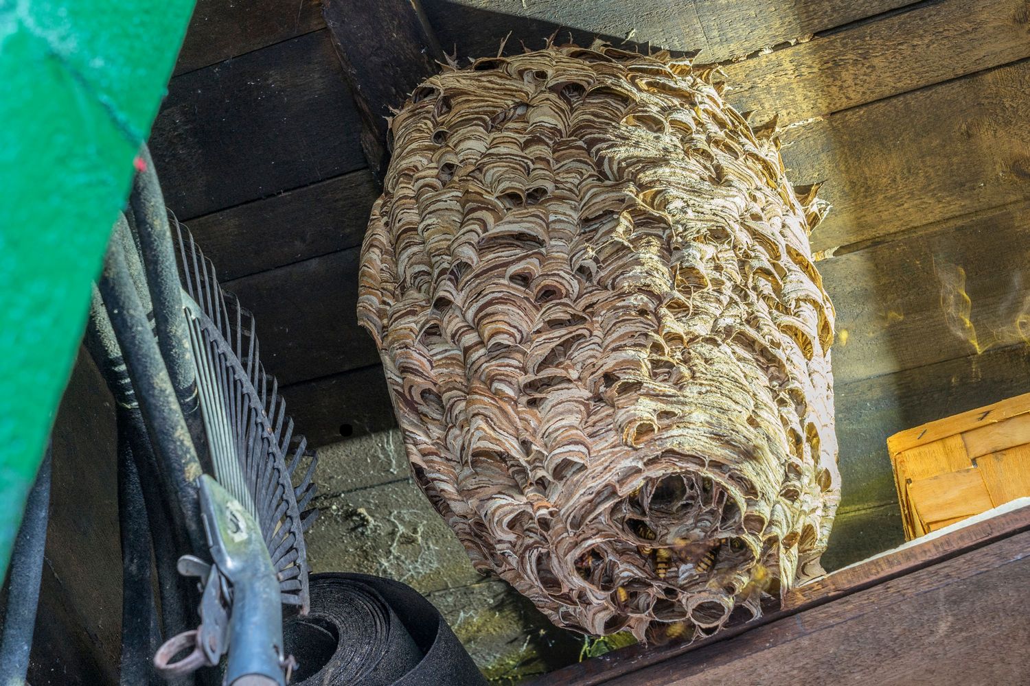 Destruction des nids de guêpes et frelons à Paris