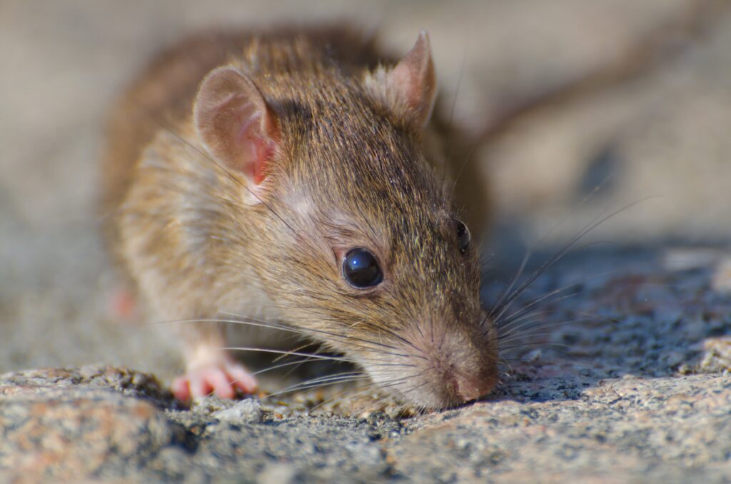 Image d'un rat qui sera bientôt victime d'une dératisation à 